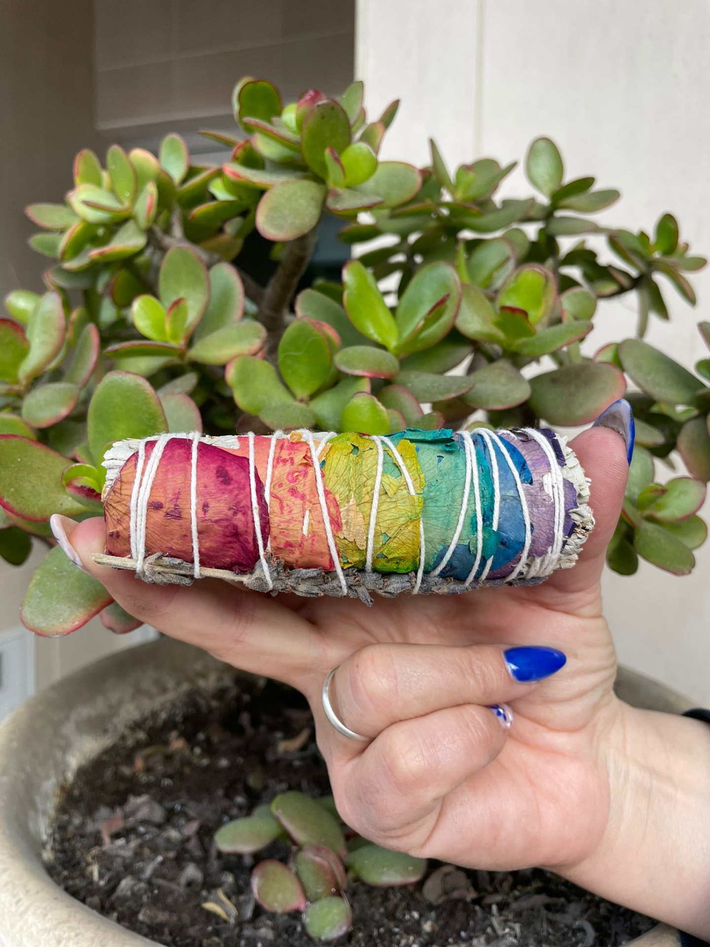 Mão segurando sálvia branca colorida em arco-íris com cordão branco, planta suculenta ao fundo