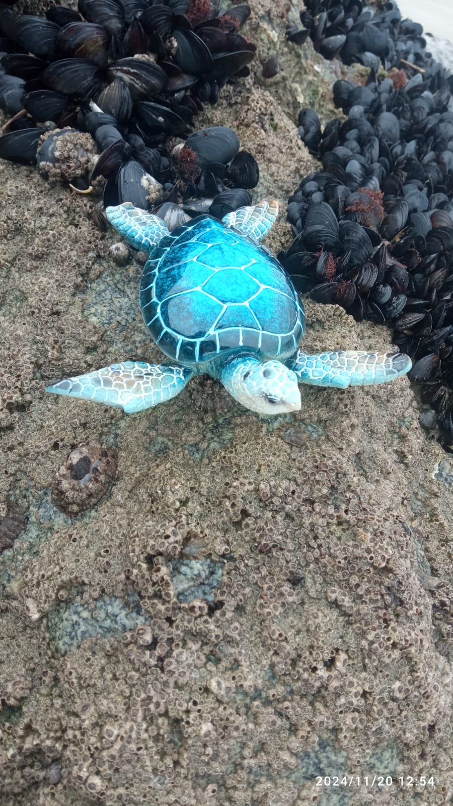 Tartaruga decorativa azul claro numa rocha com mexilhões pretos