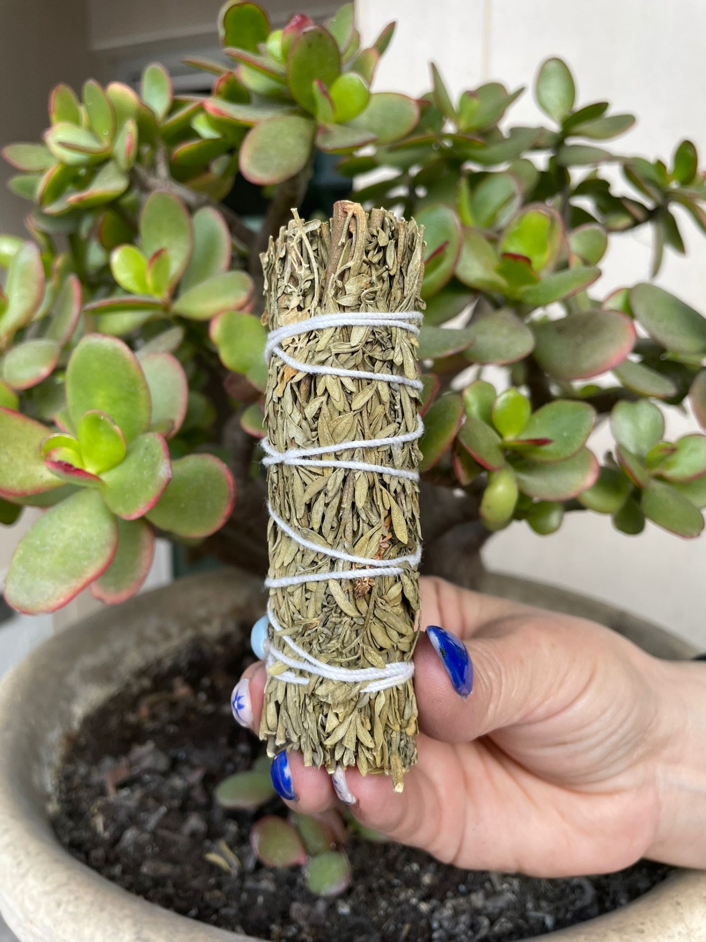 Maço de ervas secas amarrado com fio branco segurado por mão com unhas azuis, com planta suculenta ao fundo