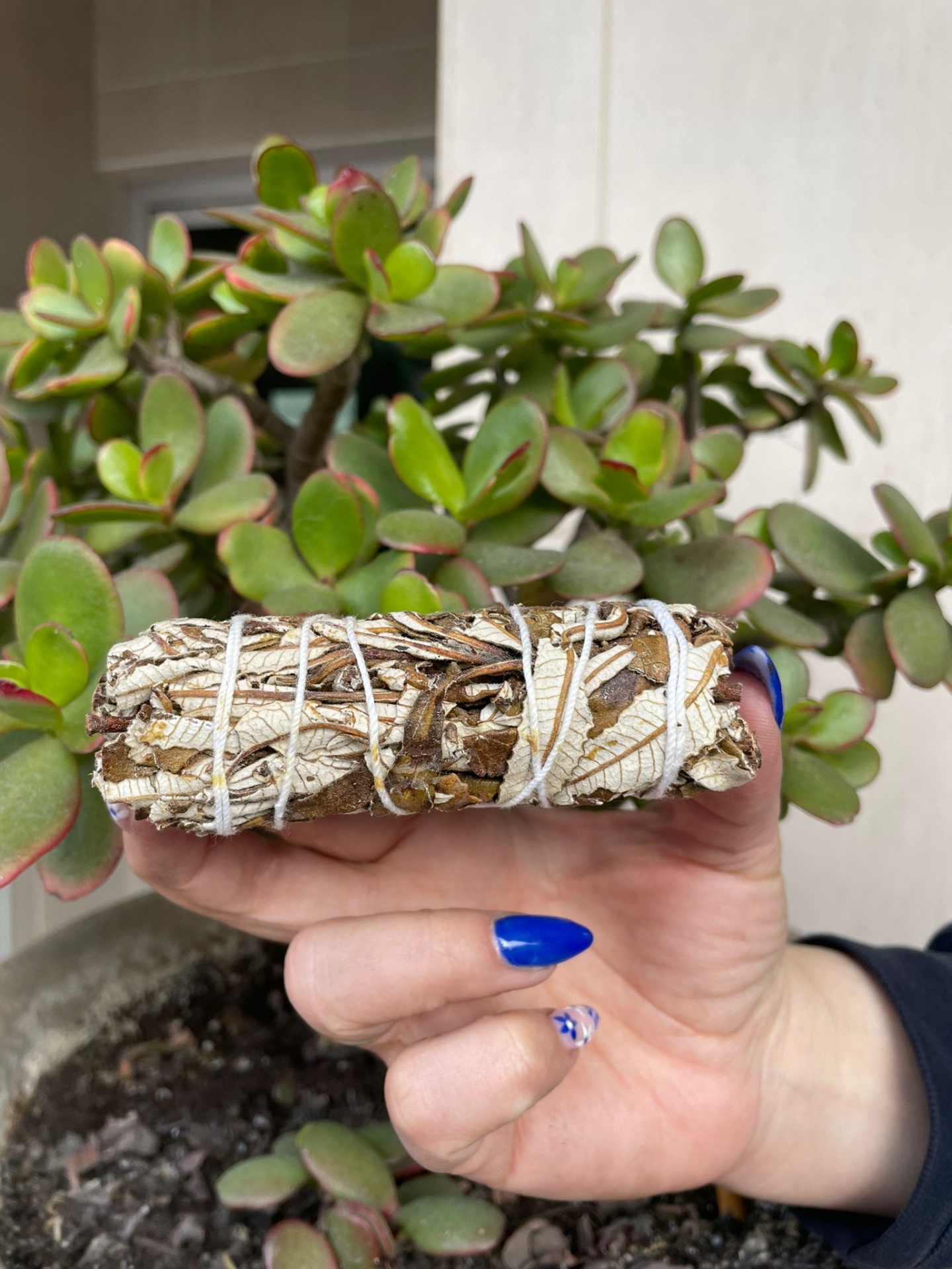 Mão segurando feixe de folhas secas com plantas suculentas ao fundo