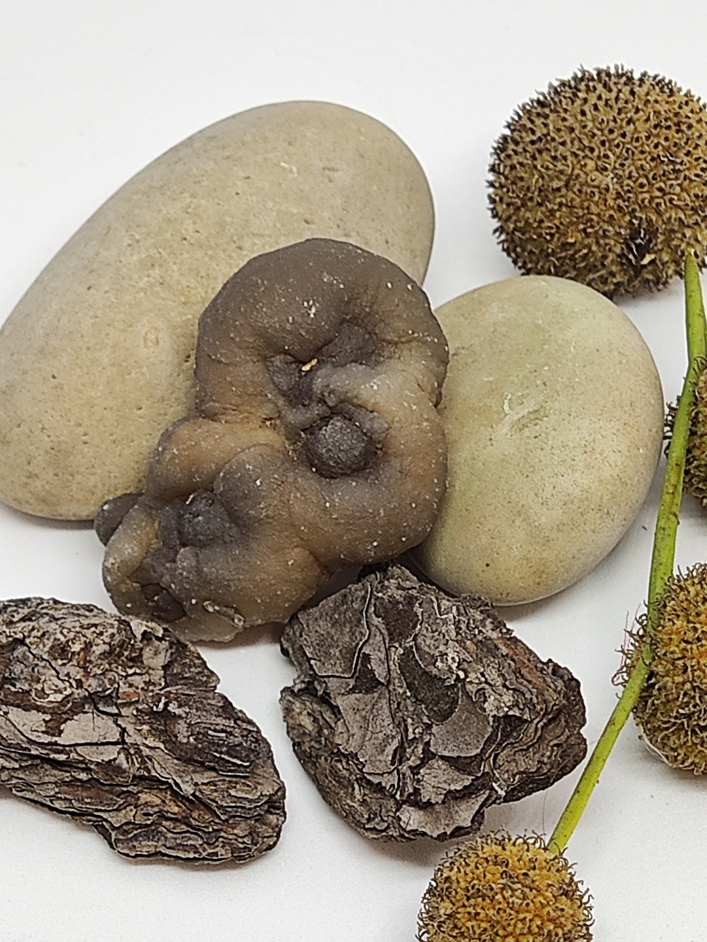 Conjunto de pedras, fungo, casca e frutos secos naturais em fundo branco