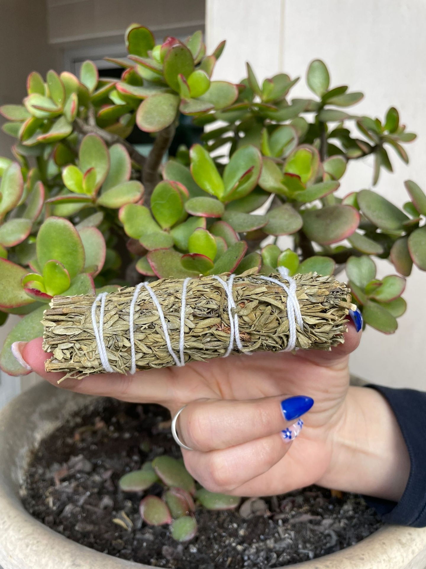 Mão segura maço de folhas secas amarradas com fios brancos, planta suculenta ao fundo