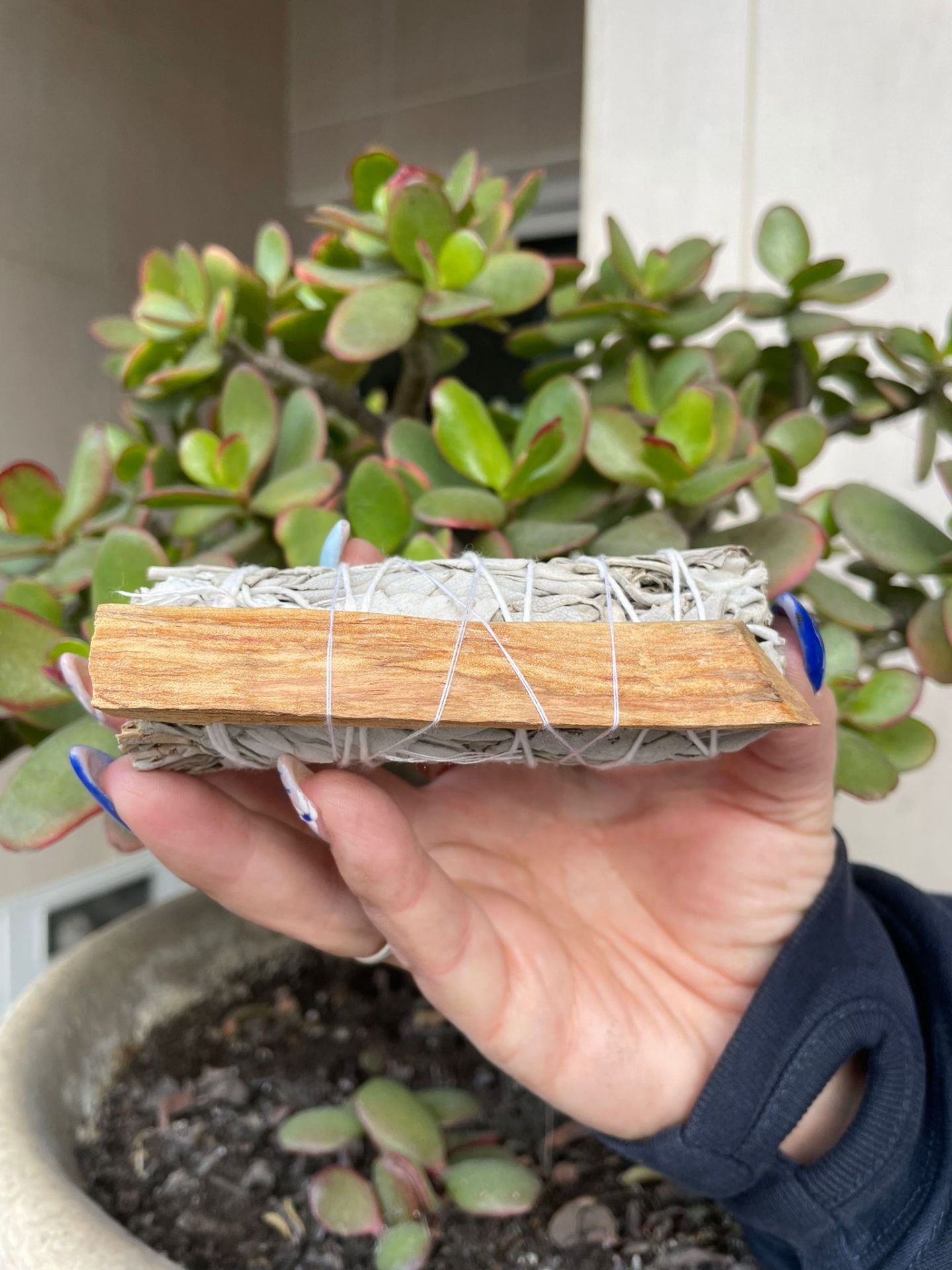 Feixe de sálvia branca com madeira é segurado por uma mão, com plantas verdes ao fundo.