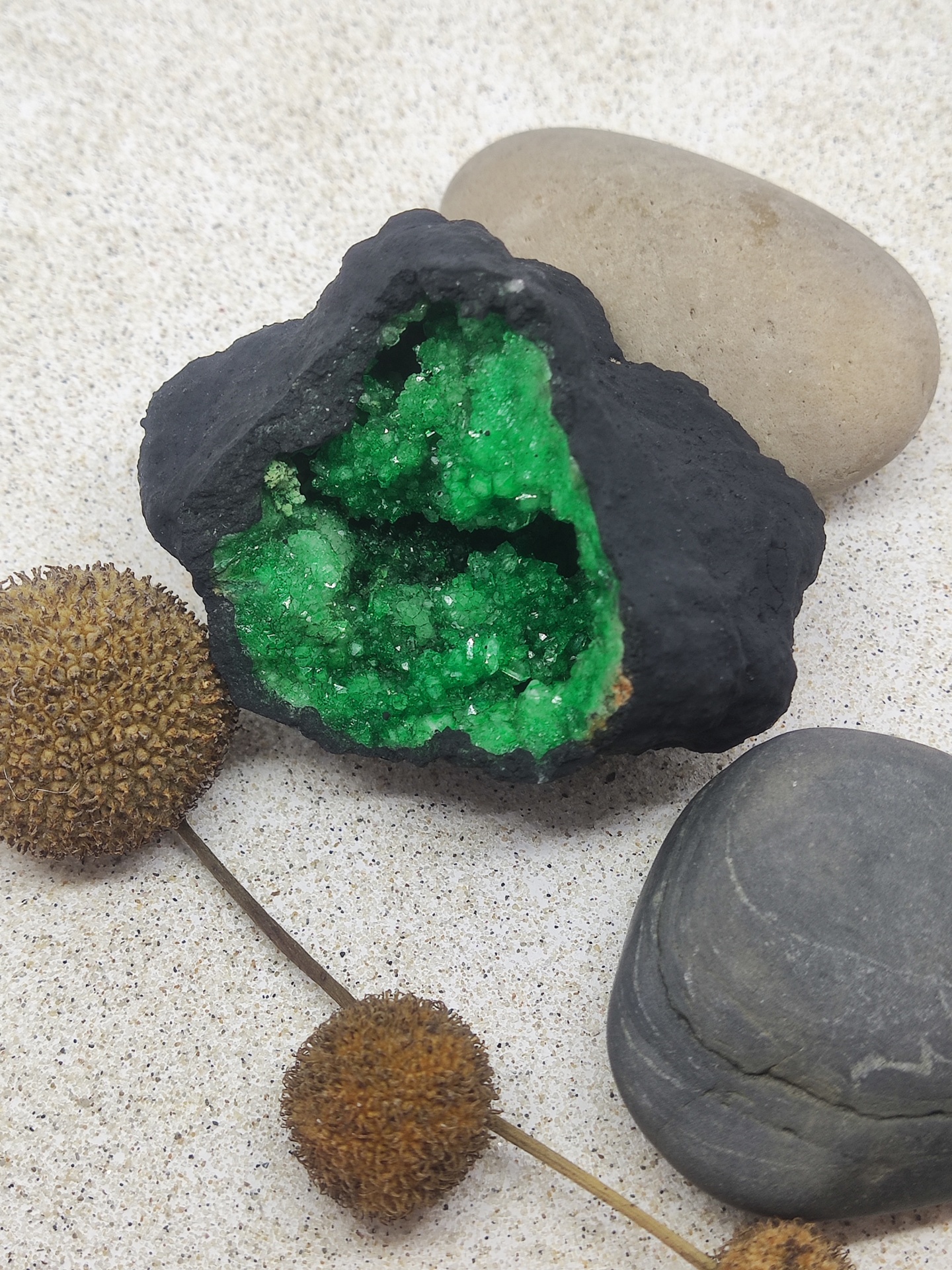 Geodo verde com exterior negro em superfície clara com pedras e cápsulas secas.