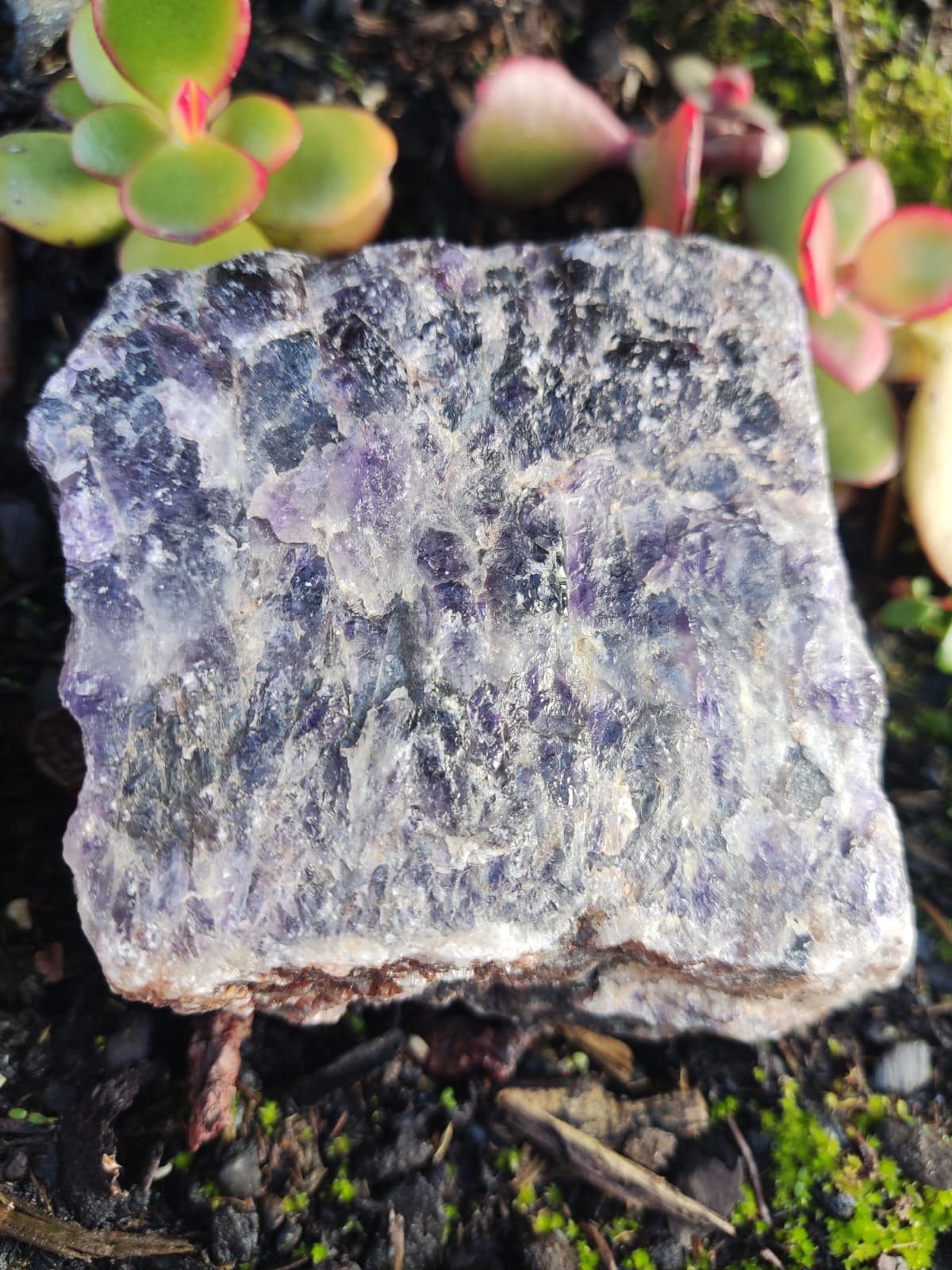 Pedra natural roxa e cinzenta com textura irregular no solo perto de plantas suculentas verdes com bordas rosadas.