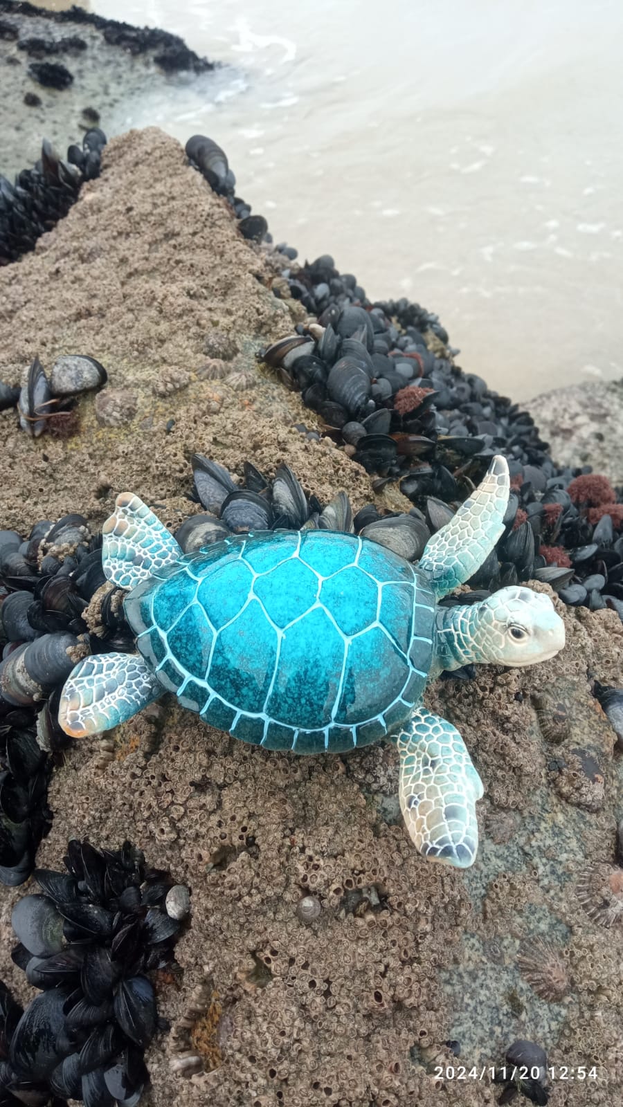 Figura decorativa de tartaruga marinha azul sobre rocha com mexilhões próximos à água