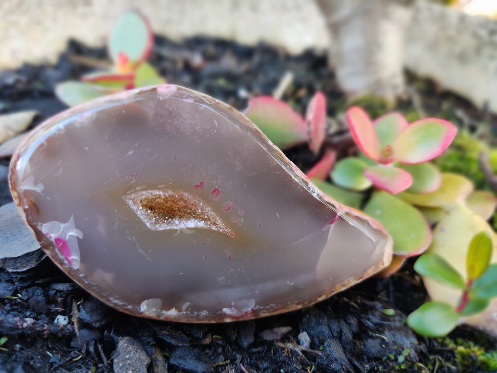 Pedra polida tipo ágata com núcleo cristalizado castanho e plantas suculentas ao fundo