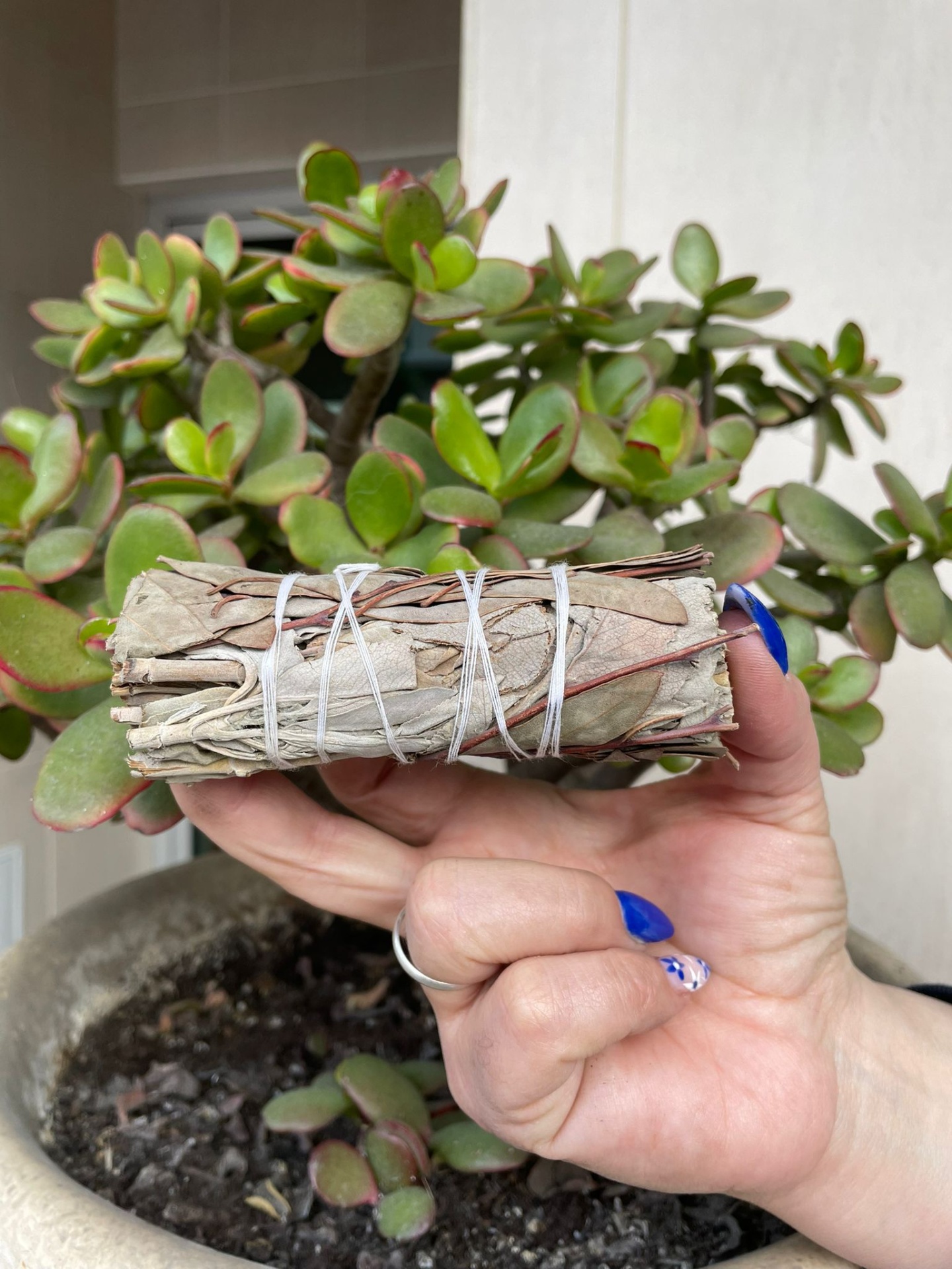 Mão segurando feixe de folhas secas enroladas com corda branca e planta suculenta ao fundo