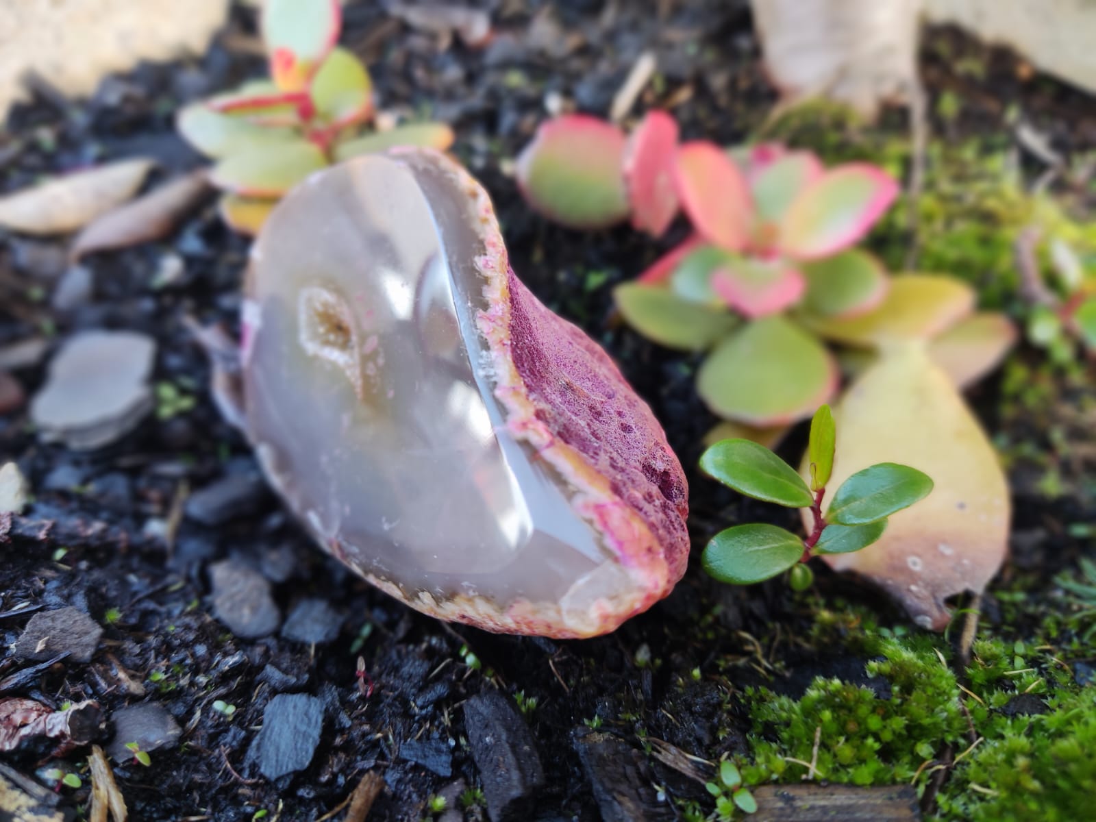 Ágata polida em terra com plantas pequenas