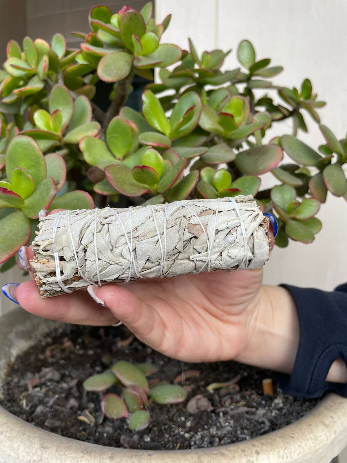 Maço de sálvia branca amarrado, segurado à frente de planta suculenta