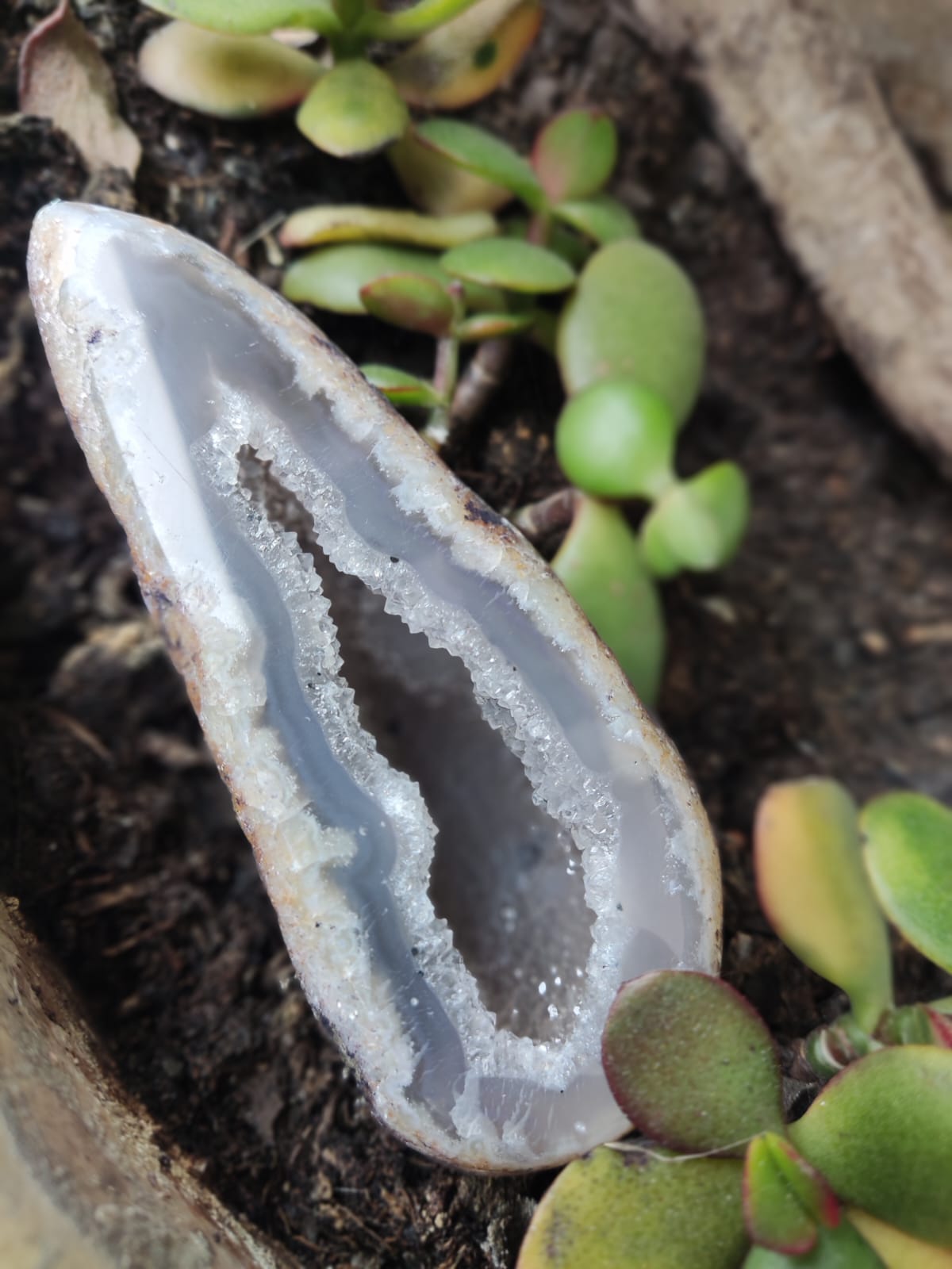 Geodo de ágata cortado com interior cristalino, em terra com suculentas verdes.