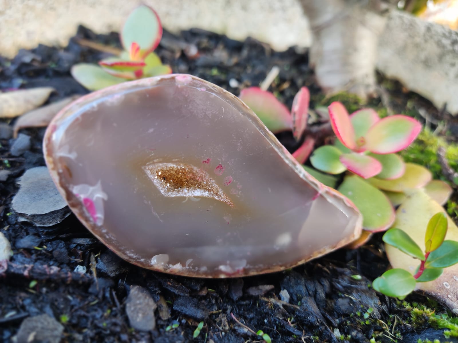 Geoda de quartzo polida com parte cristalina no centro e plantas suculentas ao fundo