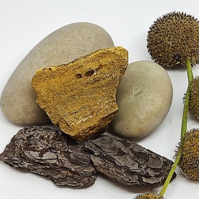 Pedras cinzentas, pedaço de madeira, cascas escuras e bolas espinhosas castanhas sobre fundo branco.