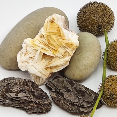 Pedras, mineral, cascas de árvore e sementes sobre fundo branco