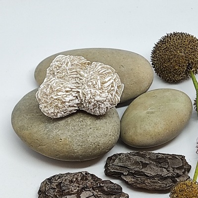 Pedras, concha, cascas secas e sementes decorativas sobre fundo branco