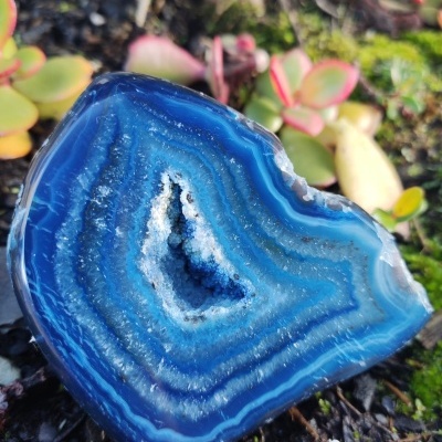 Geoda de ágata azul com padrões concêntricos em solo natural com plantas suculentas.