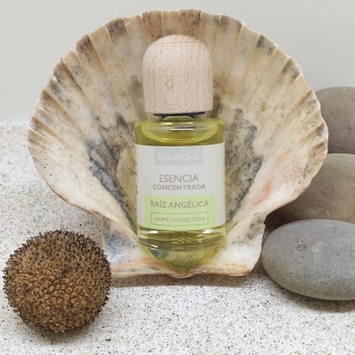 Frasco de essência concentrada dentro de uma concha com pedras e uma semente ao lado.