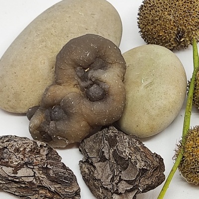 Conjunto de pedras, fungo, casca e frutos secos naturais em fundo branco