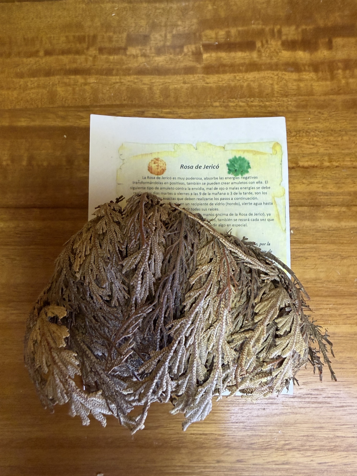 Rosa de Jericó seca numa superfície de madeira clara com papel impresso em espanhol