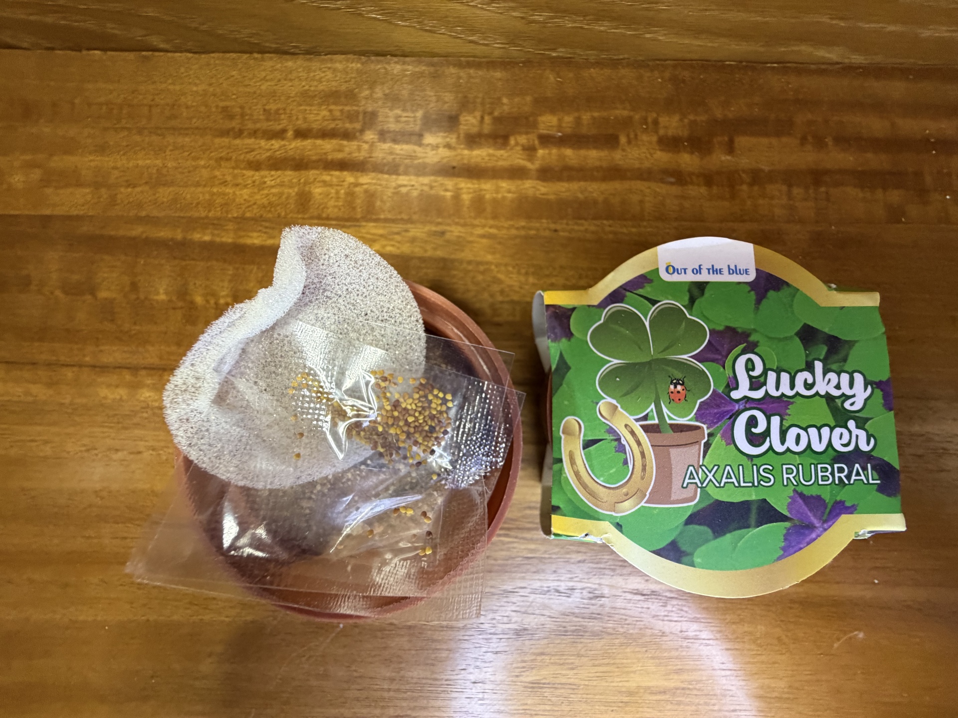 Pacote de sementes Lucky Clover e vaso de barro com esponja e sementes