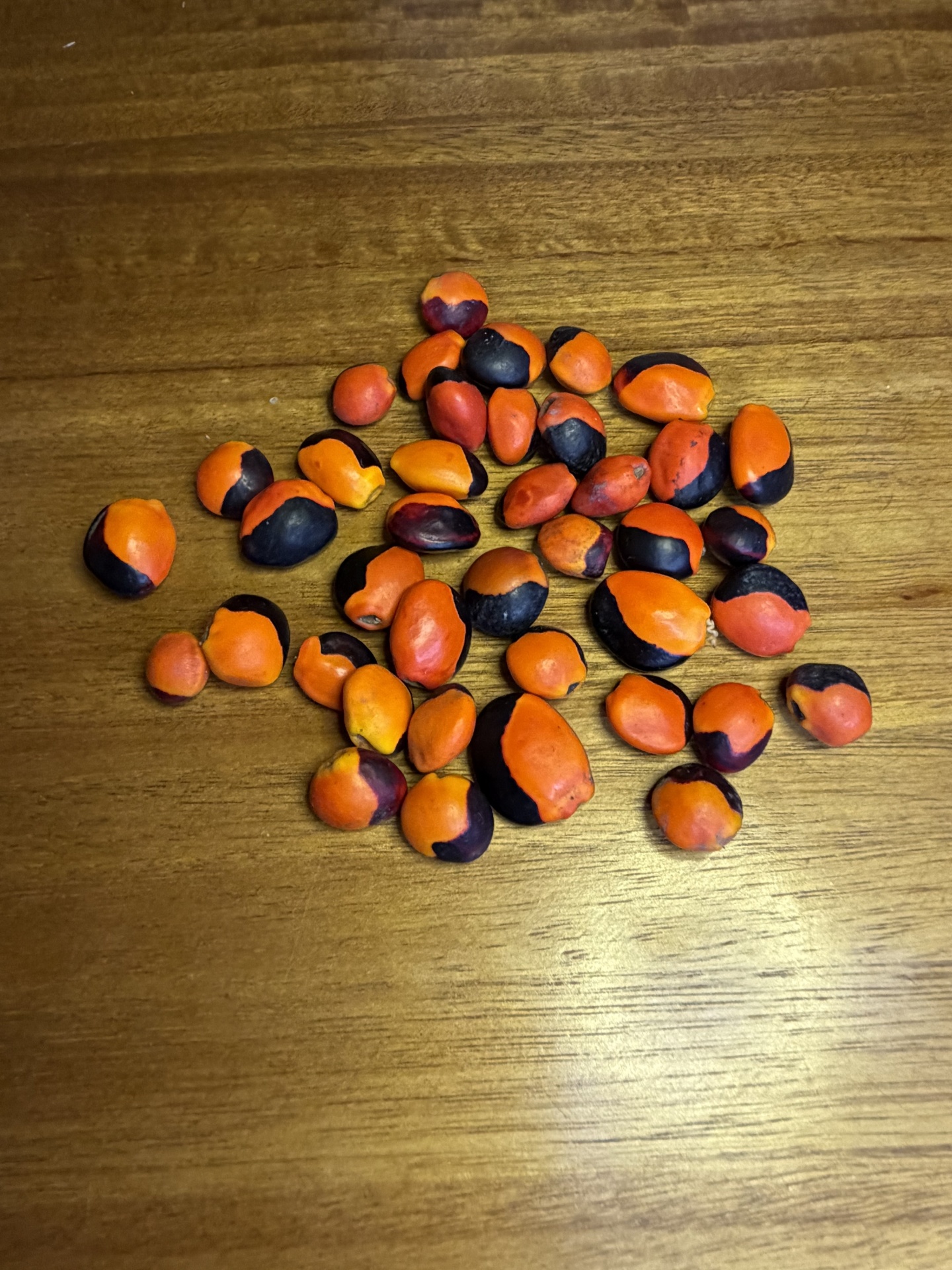 Sementes pequenas laranja e preto em superfície de madeira