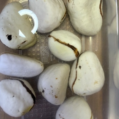 Pedras brancas irregulares com manchas castanhas em recipiente transparente.
