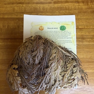 Rosa de Jericó seca numa superfície de madeira clara com papel impresso em espanhol