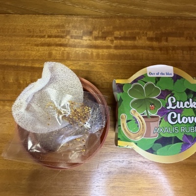 Pacote de sementes Lucky Clover e vaso de barro com esponja e sementes