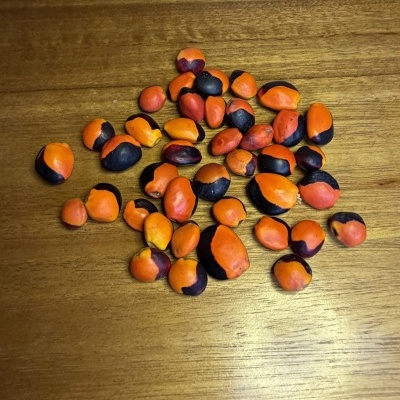 Sementes pequenas laranja e preto em superfície de madeira