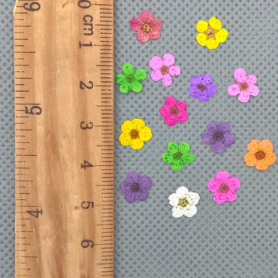 Pequenas flores coloridas ao lado de uma régua de madeira com marcações em centímetros