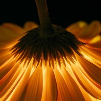 Flor amarela com petalas iluminadas em fundo escuro