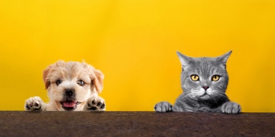 Cão amarelo e gato cinzento juntos com patas sobre superfície castanha e fundo amarelo