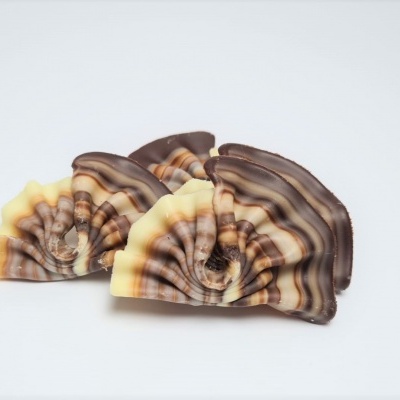 Três cogumelos Trametes versicolor com padrão em camadas castanho e branco num fundo branco