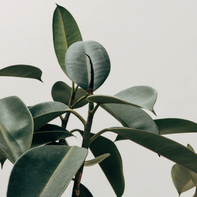 Planta com folhas verdes largas e caules castanhos sobre fundo branco
