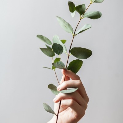 Mão segurando ramo com folhas verdes ovais