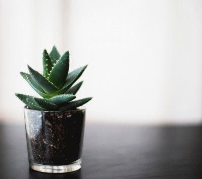 Planta suculenta verde em vaso de vidro com terra