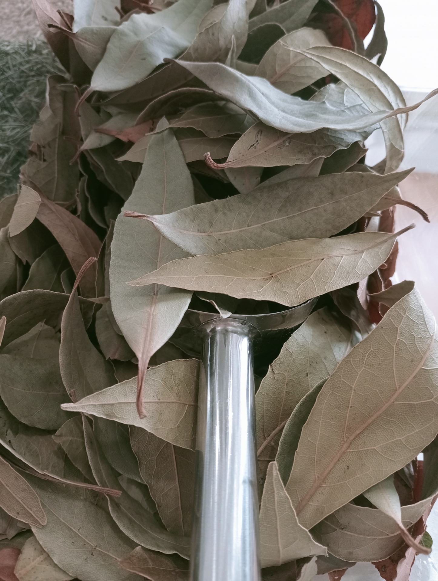 Louro Folhas GRANEL Folhas secas verdes com cabo metálico prateado