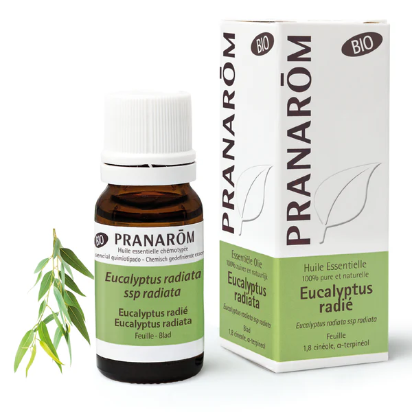 Óleo Essencial Eucalipto Radiata Pranarom 10ml Frasco e embalagem de óleo essencial de Eucalyptus radiata da marca Pranarôm com ramo de folhas verdes