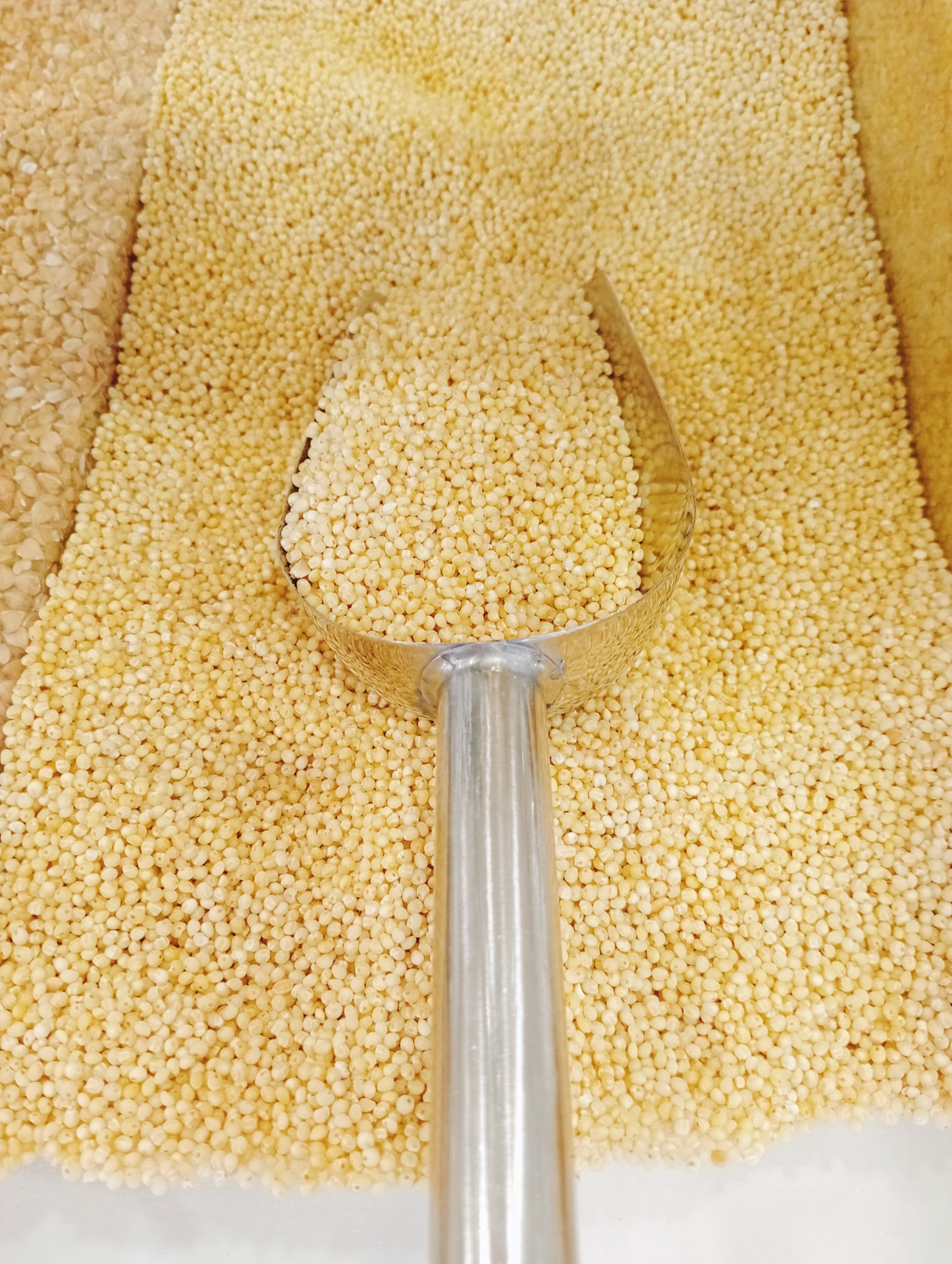 Millet GRANEL Pá metálica cheia de grãos amarelos pequenos sobre mais grãos semelhantes