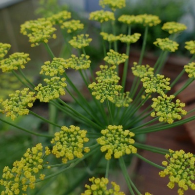 Flores amarelas em cachos com caules verdes em vaso
