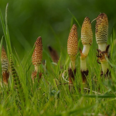 Plantas equisetum crescendo na relva verde