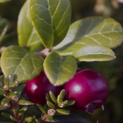 Frutos vermelhos brilhantes e folhas verdes de uma planta