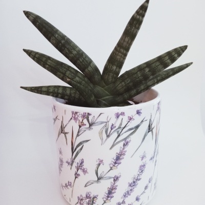 Planta suculenta em vaso branco decorado com flores lilás