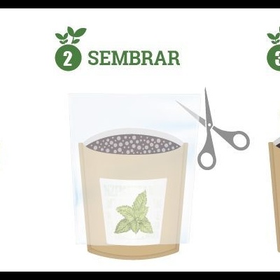 Ilustração do processo de plantar ervas aromáticas dividido em quatro etapas com texto explicativo em português.
