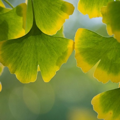 Folhas verdes e amarelas de ginkgo biloba em close-up com fundo desfocado