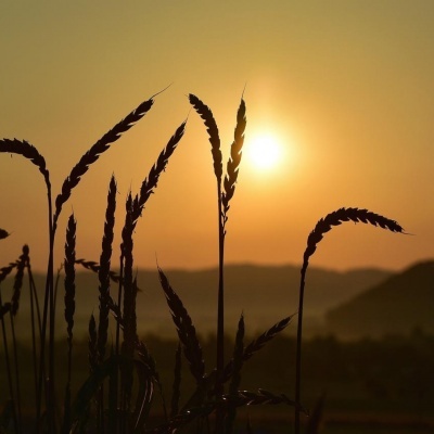 Espigas de cereal ao pôr do sol com colinas ao fundo