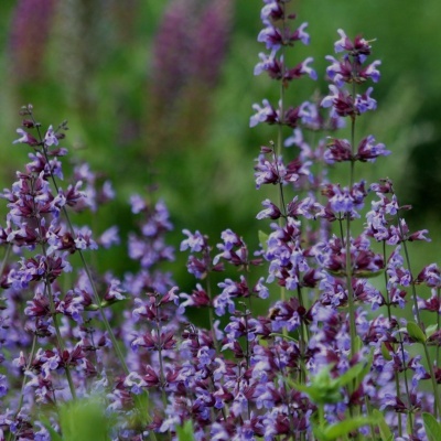 Flores silvestres violetas em área verde com fundo desfocado