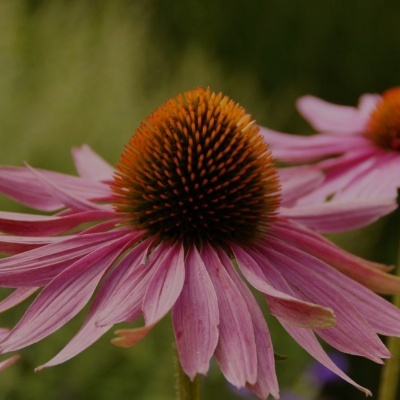 Flor roxa com pétalas longas e centro castanho-avermelhado em fundo verde desfocado
