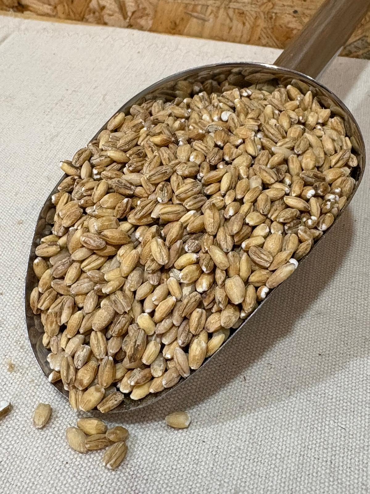 Cevada Integral Pá metálica com grãos de cevada