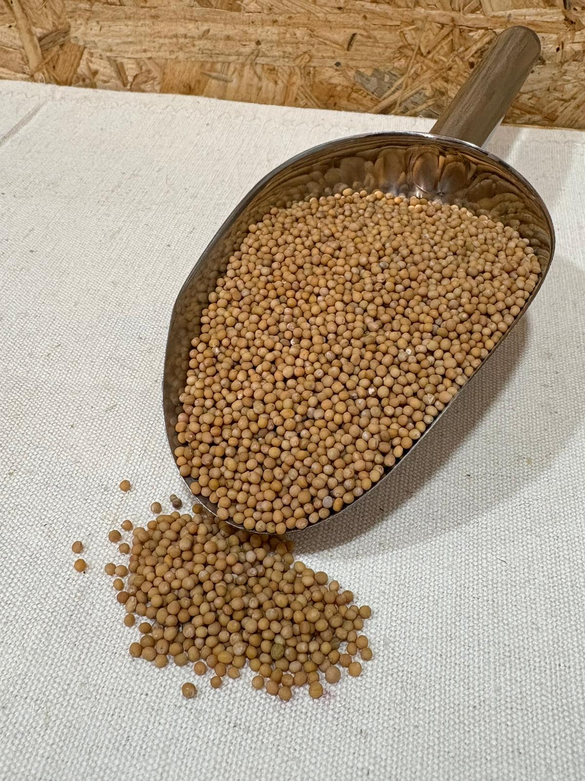 Sementes de Mostarda Espátula metálica cheia de sementes redondas cor bege claro sobre superfície branca